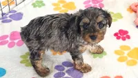 Rocky, a male Yorkshire Terrier and Poodle - Toy  for sale in Tucson, AZ – 5 of 10