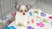 Gus, a male Maltese and Papillon for sale in Tucson, AZ – 5 of 9