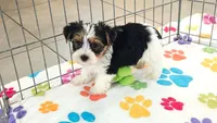 Sam, a male Yorkshire Terrier for sale in Tucson, AZ – 7 of 10