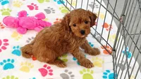 Dixie, a female Cavapoo for sale in Tucson, AZ – 10 of 10