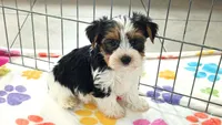 Sam, a male Yorkshire Terrier for sale in Tucson, AZ – 3 of 10