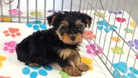 Oscar, a male Yorkshire Terrier for sale in Tucson, AZ – 6 of 9