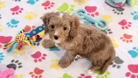 Chester, a male Cavapoo and Poodle - Toy  for sale in Tucson, AZ – 2 of 10