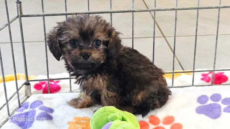 Ginger – Cavapoo, Poodle - Toy  puppy for sale in Tucson, AZ