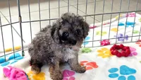 Layla, a female Cavapoo and Poodle - Toy  for sale in Tucson, AZ – 8 of 10