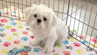 Jackson, a male Shih Tzu for sale in Tucson, AZ – 10 of 10