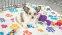 Dakota, a female Maltese and Papillon for sale in Tucson, AZ – 4 of 10