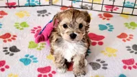 Athena, a female Morkie for sale in Tucson, AZ – Photo 3 of 10