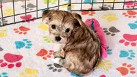 Athena, a female Morkie for sale in Tucson, AZ – Photo 9 of 10