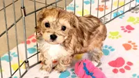Athena, a female Morkie for sale in Tucson, AZ – Photo 5 of 10