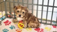 Athena, a female Morkie for sale in Tucson, AZ – Photo 10 of 10