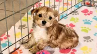Athena, a female Morkie for sale in Tucson, AZ – Photo 1 of 10