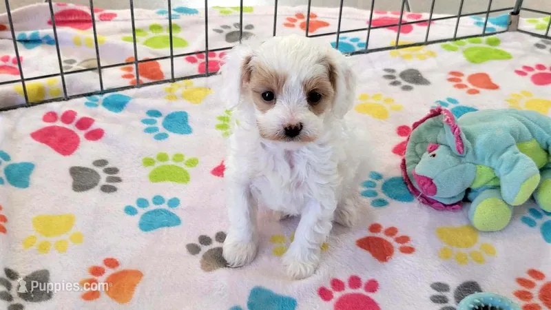 Annie – Cavapoo, Poodle - Toy  puppy for sale in Tucson, AZ