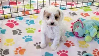 Annie, a female Cavapoo and Poodle - Toy  for sale in Tucson, AZ – 1 of 10
