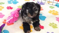 Connor, a male Yorkshire Terrier and Poodle - Toy  for sale in Tucson, AZ – 10 of 10