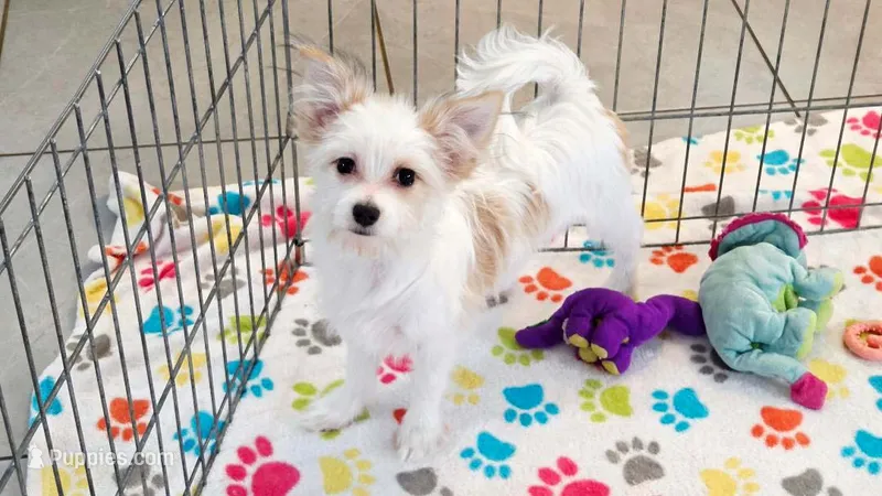 Sadie – Maltese, Papillon puppy for sale in Tucson, AZ