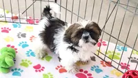 Chester, a male Shih Tzu for sale in Tucson, AZ – Photo 1 of 8