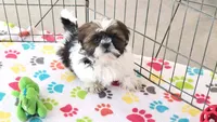 Chester, a male Shih Tzu for sale in Tucson, AZ – Photo 3 of 8