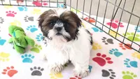 Chester, a male Shih Tzu for sale in Tucson, AZ – Photo 2 of 8