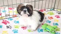 Chester, a male Shih Tzu for sale in Tucson, AZ – Photo 6 of 8