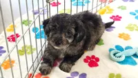 Justin, a male Cavapoo for sale in Tucson, AZ – 4 of 10