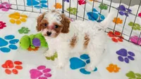 Violet, a female Cavapoo and Poodle - Toy  for sale in Tucson, AZ – 3 of 10