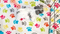 Sydney, a female Havapoo for sale in Tucson, AZ – 4 of 8