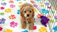 Dixie, a female Cavapoo and Poodle - Toy  for sale in Tucson, AZ – 9 of 9