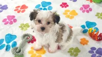 Bandit, a male Maltese and Papillon for sale in Tucson, AZ – 1 of 10