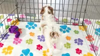 Jack, a male Cavapoo and Poodle - Toy  for sale in Tucson, AZ – 8 of 10