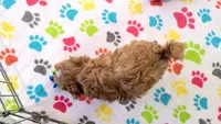 Bentley, a male Cavapoo for sale in Tucson, AZ – 6 of 10