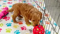 Frankie, a male Cavapoo and Poodle - Miniature  for sale in Tucson, AZ – 6 of 10