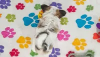 Gus, a male Maltese and Papillon for sale in Tucson, AZ – 2 of 9