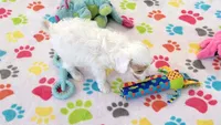 Annie, a female Cavapoo and Poodle - Toy  for sale in Tucson, AZ – 6 of 10