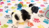 Ace, a male Maltese and Papillon for sale in Tucson, AZ – 4 of 9