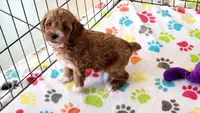 Gus, a male Cockapoo for sale in Tucson, AZ – Photo 10 of 10