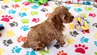 Gus, a male Cockapoo for sale in Tucson, AZ – Photo 6 of 10