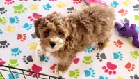 Gus, a male Cockapoo for sale in Tucson, AZ – Photo 6 of 9