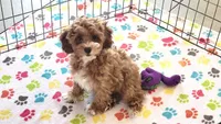 Gus, a male Cockapoo for sale in Tucson, AZ – Photo 9 of 9