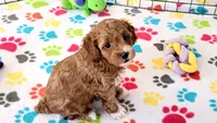 Gus, a male Cockapoo for sale in Tucson, AZ – Photo 8 of 10
