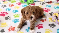 Gus, a male Cockapoo for sale in Tucson, AZ – Photo 9 of 10