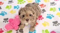 Duke, a male Shih Tzu and Poodle - Toy  for sale in Tucson, AZ – 9 of 9
