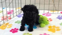 Cooper, a male Cavapoo and Poodle - Toy  for sale in Tucson, AZ – 10 of 10