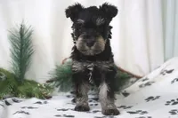 processed/5a5177a6-6561-421f-acac-9d3715bb86f5/listing/a88570ed-0960-40ad-8d62-49c5b680f36f/c3d4ce18-5214-48be-8aed-5eb8d14fae22