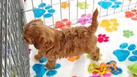 Bonnie, a female Cavapoo and Poodle - Toy  for sale in Tucson, AZ – 10 of 10