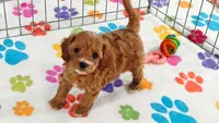 Bonnie, a female Cavapoo and Poodle - Toy  for sale in Tucson, AZ – 8 of 10