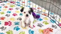 Penny, a female Havapoo for sale in Tucson, AZ – 4 of 10