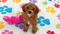Bonnie, a female Cavapoo and Poodle - Toy  for sale in Tucson, AZ – 7 of 10