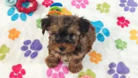 Bruce, a male Yorkshire Terrier for sale in Tucson, AZ – 3 of 10