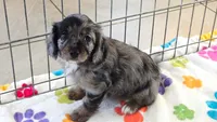 Willow, a female Cavapoo and Poodle - Toy  for sale in Tucson, AZ – 9 of 10